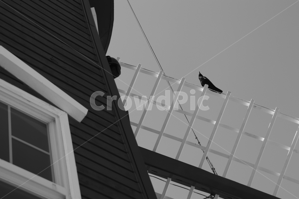 흑백,모노크롬,새,바람의언덕,흑백사진,흑백,모노톤,monochrome,black and white