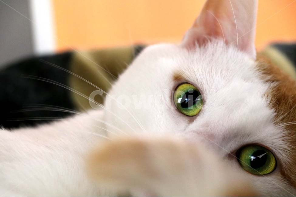 고양이,야옹이,캣,집냥이,개냥이,동물,animal,포유류,mammal,고양이,cat,kitten,kitty