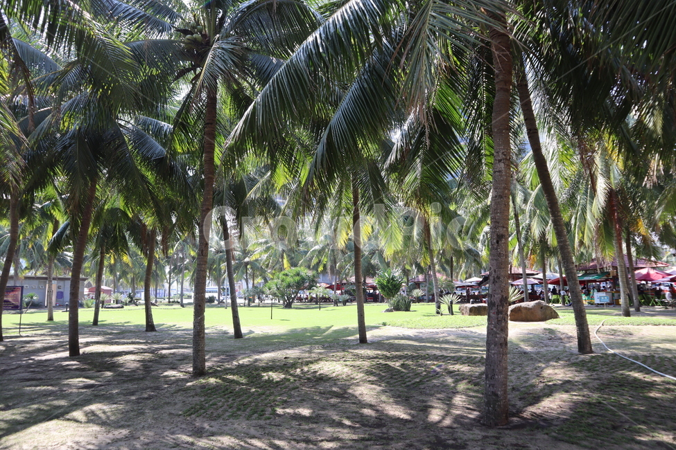 야자수,열대식물,열대기후,코코넛,나무,해변,식물,자연,plants,nature,나무,trees,wood
