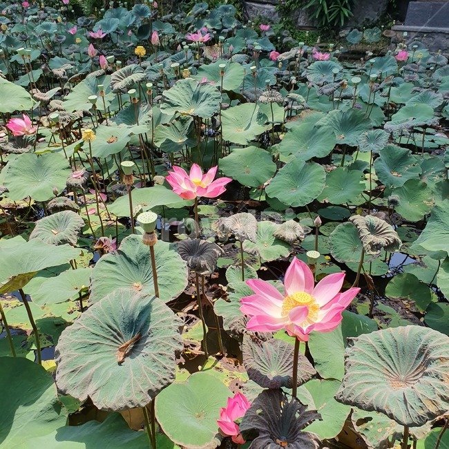 식물,연꽃,꽃,lotus,blossom,flower,plant,연못,연잎