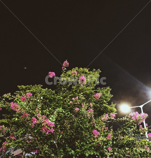 꽃,감성,밤,가로등,별