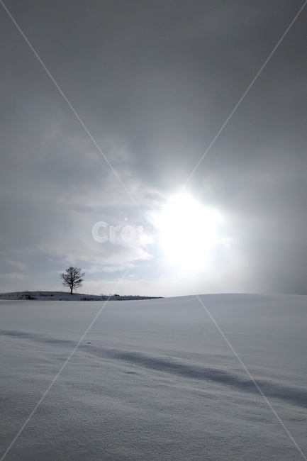겨울,winter,눈,snow,자연,nature,나무,tree,겨울,계절,winter,season