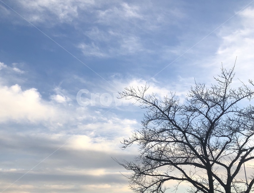 나무,하늘,구름,겨울하늘,겨울,차가운,자연,풍경,nature,landscape,tree,plant,식물,outdoors,옥외