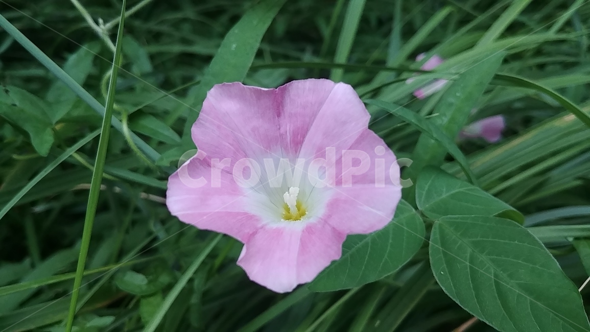 자연,꽃,감성사진,감성,나팔꽃