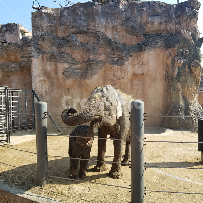코끼리,동물원,동물,아기코끼리,코끼리가족,가족,동물,animal,포유류,mammal