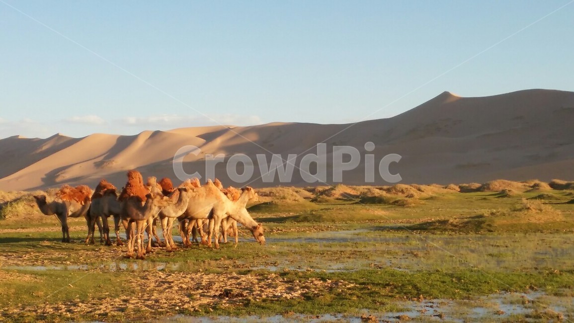 낙타,몽골,하늘,사막,자연풍경,mongolia,동물,animal,포유류,mammal