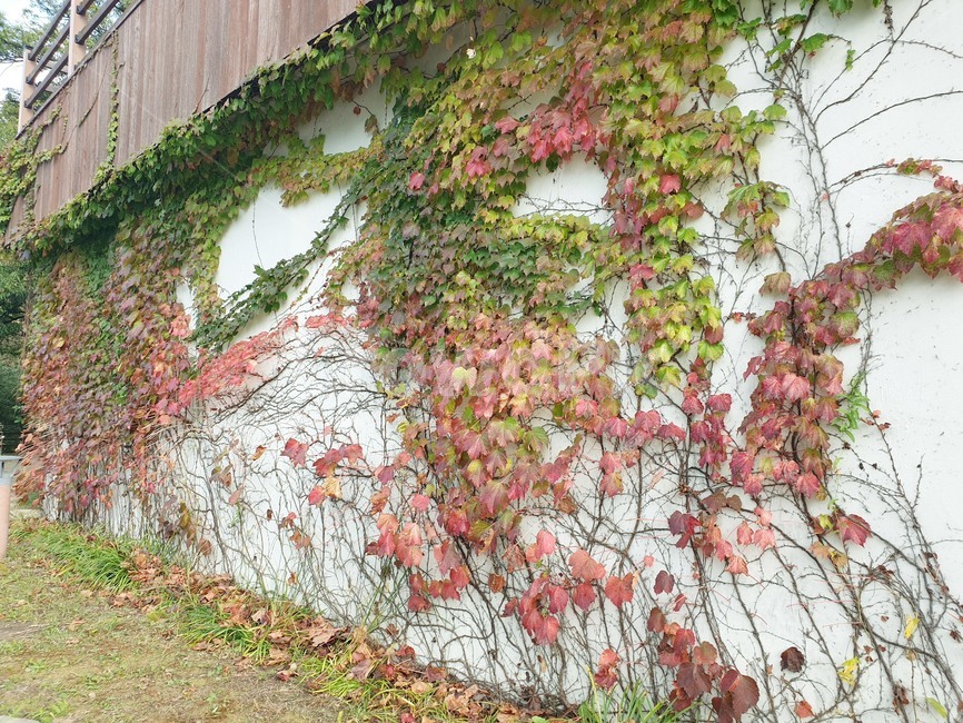 담벼락,단풍,가을,식물,plant