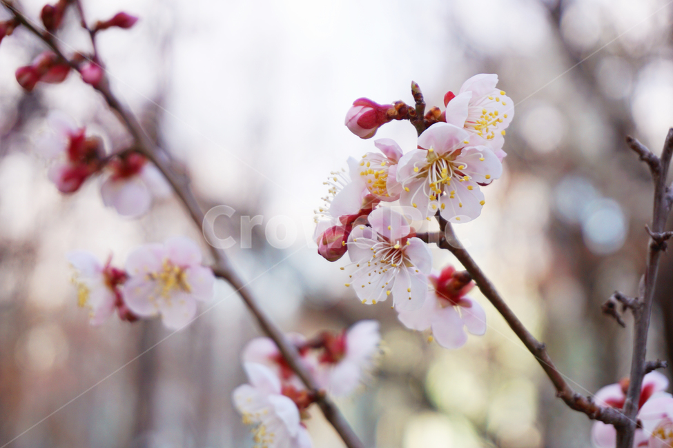 매화,꽃,봉우리,꽃봉우리,봄,분홍색,pink,flower,봄,계절,spring,season,plant,식물