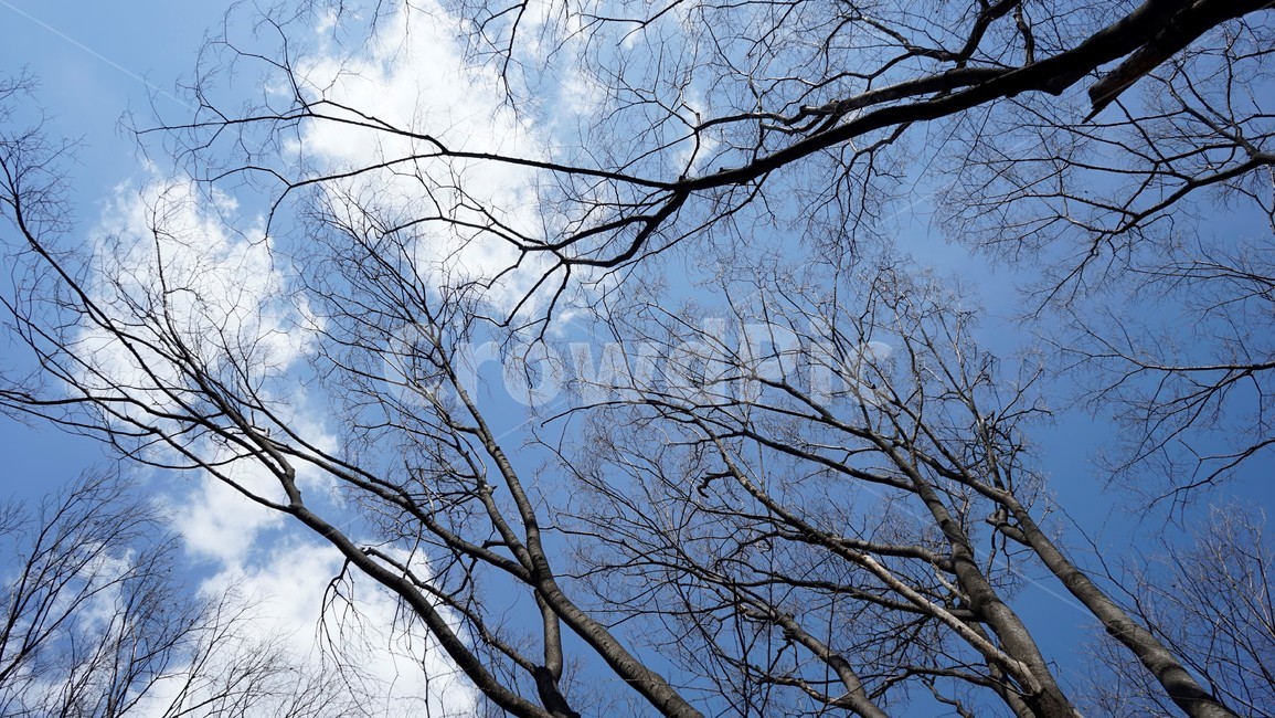나무,겨울,자연,하늘,파란하늘,계절,나무가지,tree,sky,nature,winter,bluesky,branch,season,solitary,외로움,추위,꽃샘추위,숲,미세먼지없는,실루엣,하늘배경,가지,식물,마른잎,분위기,감성,겨울나무,쓸쓸함,고요,나뭇가지,풍경,겨울,계절,winter,season,식물,자연,plants,nature,나무,trees,wood