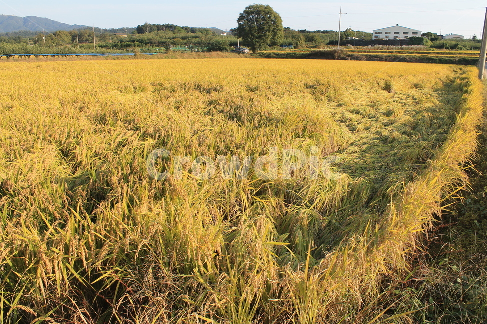 자연,논,추수,가을,가을추수,nature,harvest,ricefield,ricepaddy,autumn,fall,field,들,들녘,가을,계절,fall,autumn,season,농업,농사,agriculture,farming,farming industry,outdoors,옥외,grassland,목초지