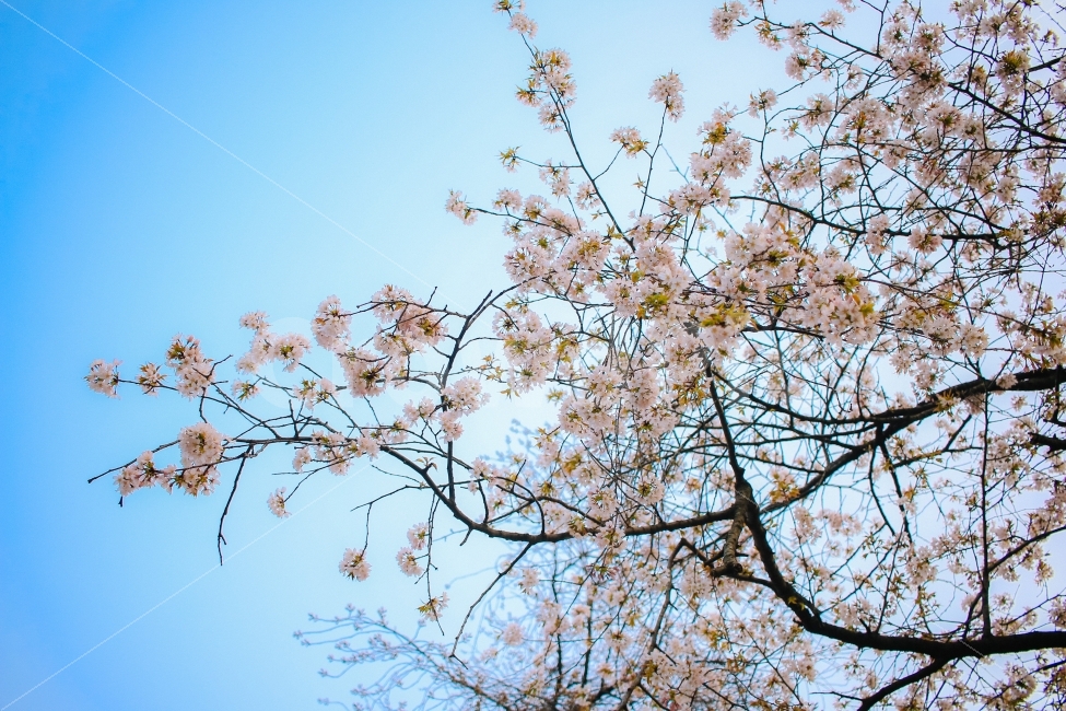 봄,벚꽃,하늘,꽃,감성,풍경,나무,봄,계절,spring,season,식물,자연,plants,nature,꽃,flower,plant