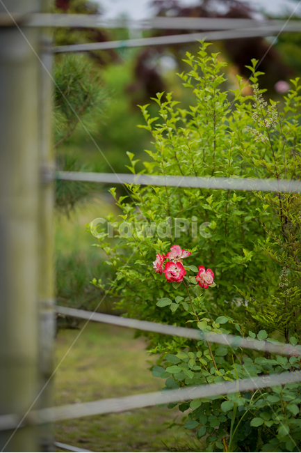 꽃,흐린날,정원,자연,flower,순천,순천만정원,식물,자연,plants,nature,꽃,flower