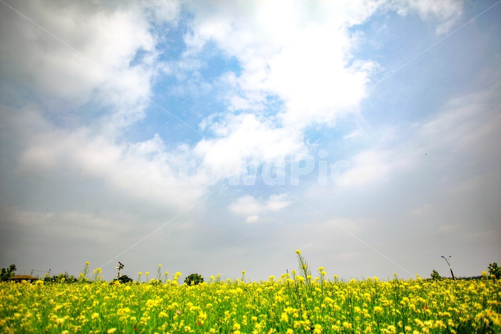 꽃,하늘,자연,풍경,감성,자연,풍경,nature,landscape,식물,plants,꽃,flower,outdoors,옥외,grassland,목초지,field,들,meadow,farm,농장,rural,농촌