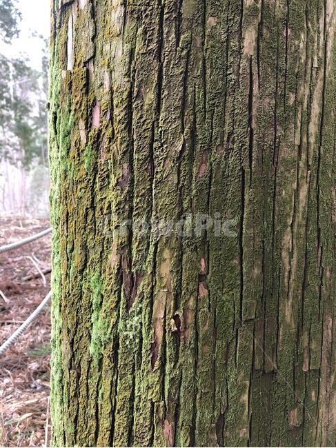 나무,숲,자연,풍경,tree