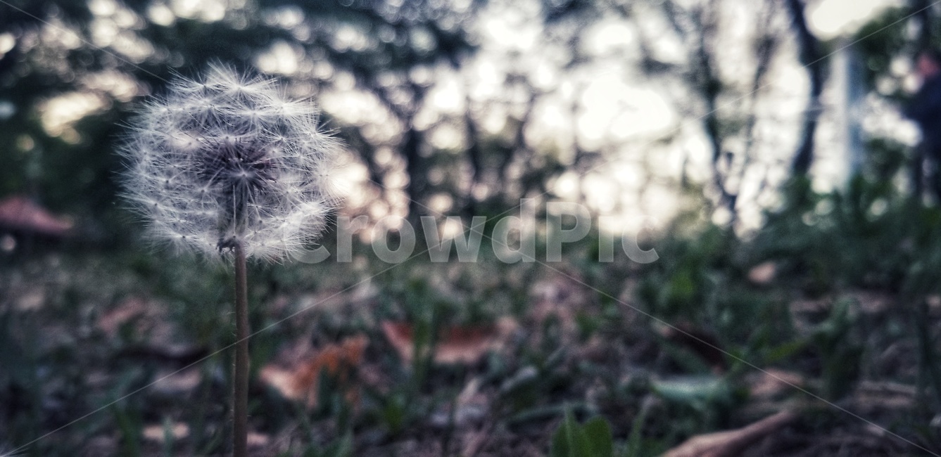 민들레씨,풍경,공원,나무,꽃