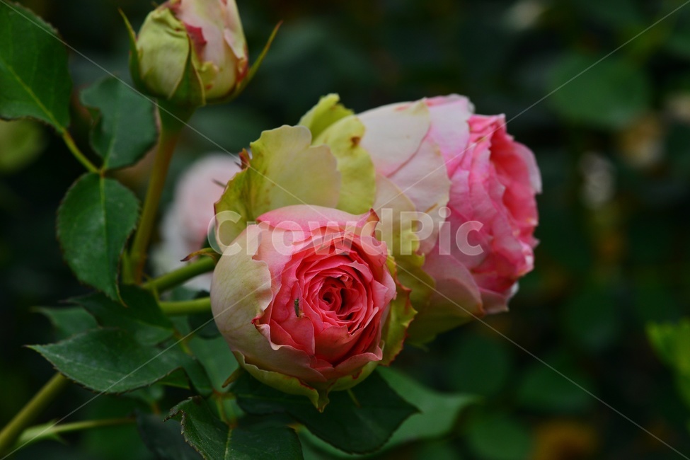 plant,식물,blossom,flower,꽃,rose,장미,식물,자연,plants,nature,꽃,flower