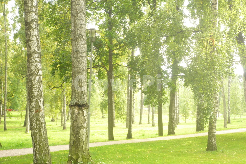 공원,숲,나무,푸른색,tree,forest,part,green