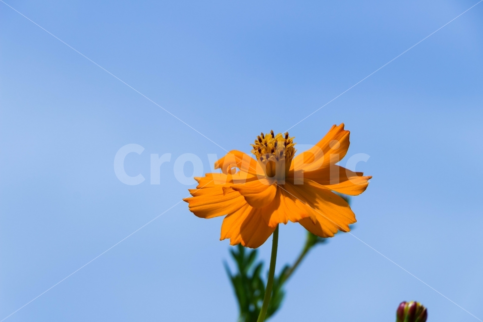 코스모스,꽃,자연,식물,제주도,가을,계절,fall,autumn,season,식물,자연,plants,nature,꽃,flower,plant