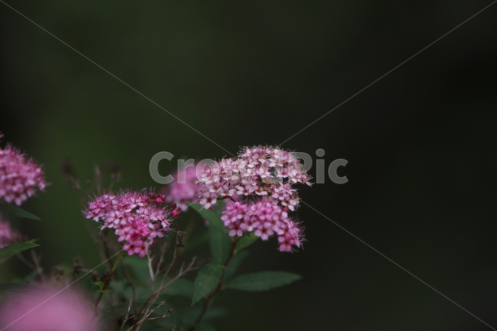 꽃,여름꽃,자연,식물,아름다움,식물,자연,plants,nature,꽃,flower