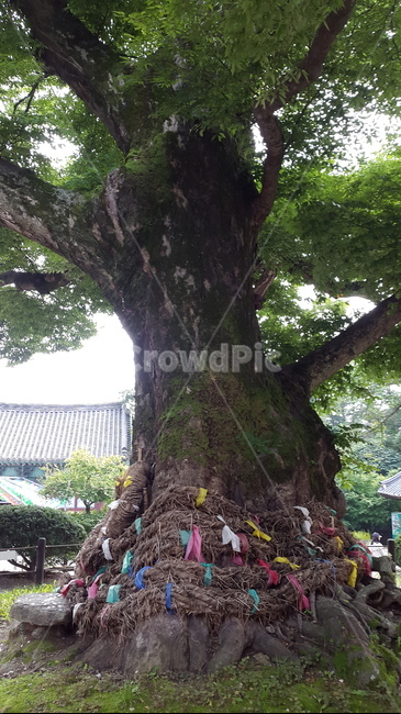 천년목,당산나무,오래된나무,내소사,나무,부안,당산제,한국전통문화,휴식,한국자연풍경,식물,힐링,평안,풍경,자연풍경,느낌,자연,nature,식물,자연,plants,nature,나무,trees,wood