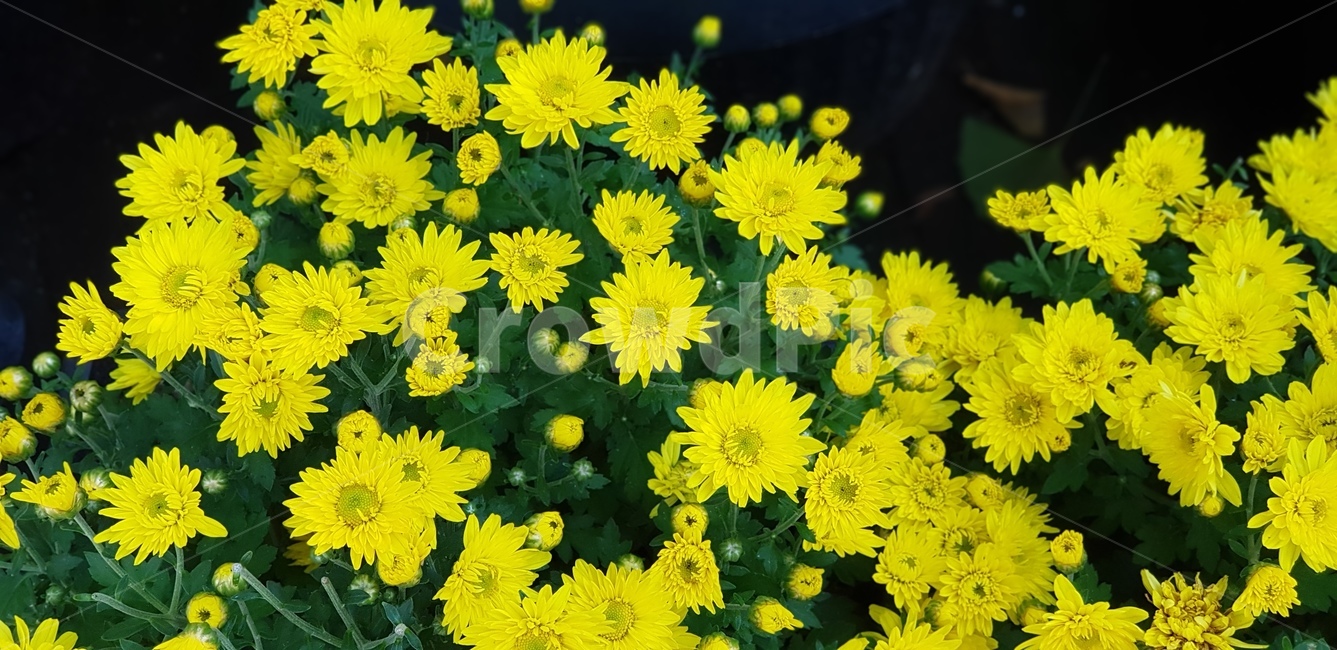 국화,가을,계절,노란,향기,냄새,초록,잎사귀,줄기,잎,식물,plant,blossom,자연,꽃,flower