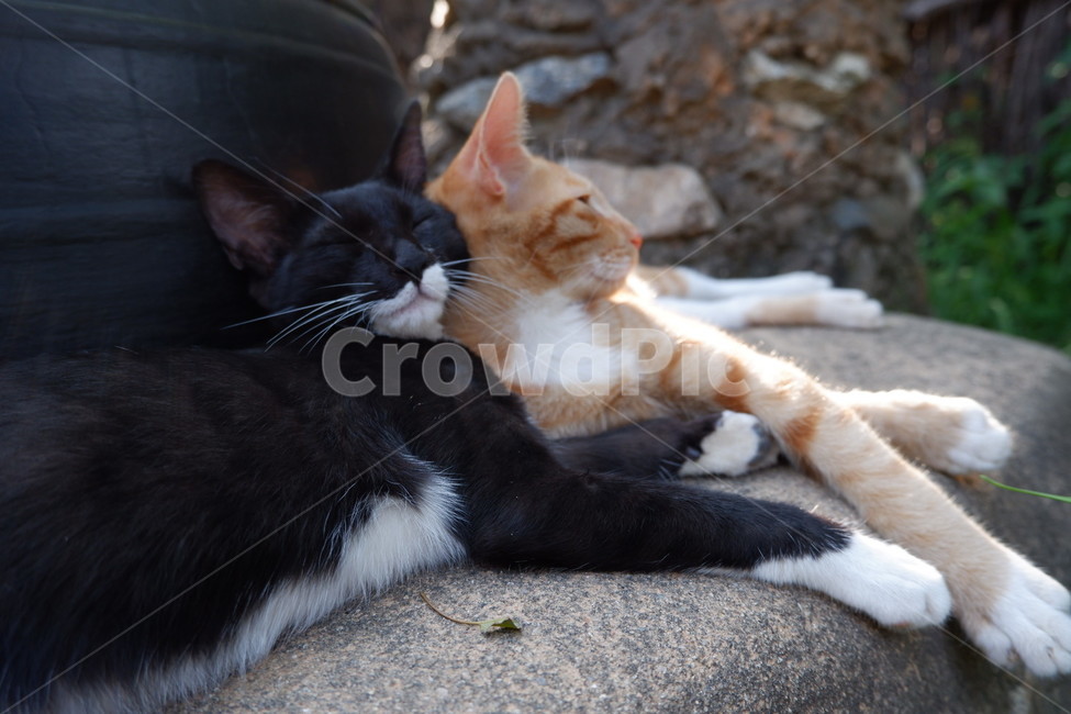 manx,맨섬사람,pet,착한애,mammal,포유류,animal,cat,고양이,cute,sleep,동물,animal,포유류,mammal,고양이,cat,kitten,kitty