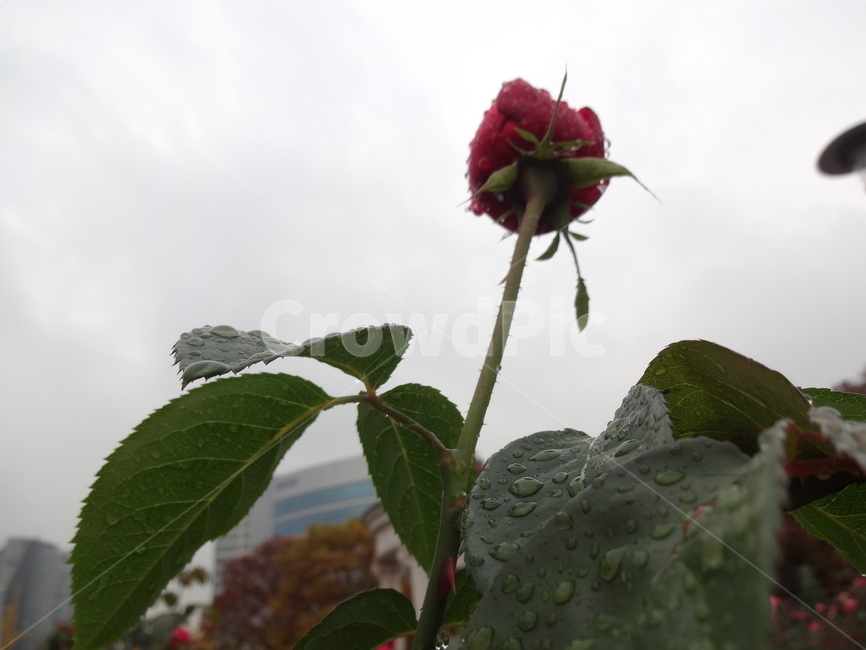 red rose,dropofwater,flowergarden,thescenery,dark red,flower garden,spring,petal,Timeless98,american rose plant,springrain,timeless98,spring rain,park,rain,blossom,nature,wetpetal,flower,bud,outdoor,water drop,wet petals,redrose,plant,rose