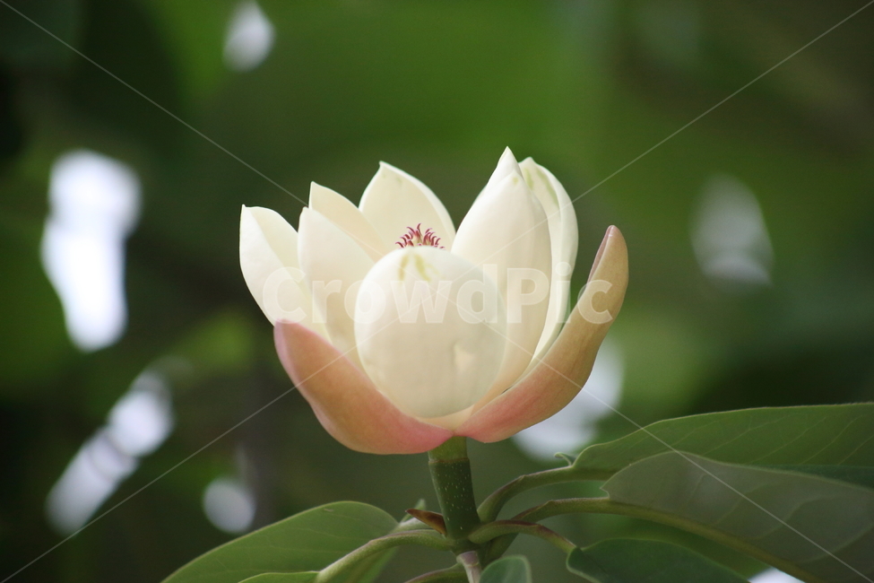 후박나무,일본목련,꽃,봄,magnoliaobovata