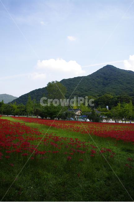 산,하늘,꽃무릇,꽃밭,풍경,자연,풍경,nature,landscape,field,들,outdoors,옥외,grassland,목초지,grass,잔디,plant,식물