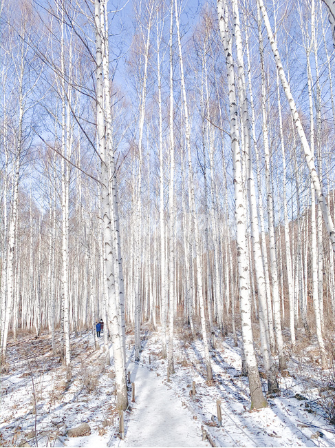 나무,tree,숲,자작나무숲,nature,자연,겨울,계절,winter,season,자연,풍경,nature,landscape