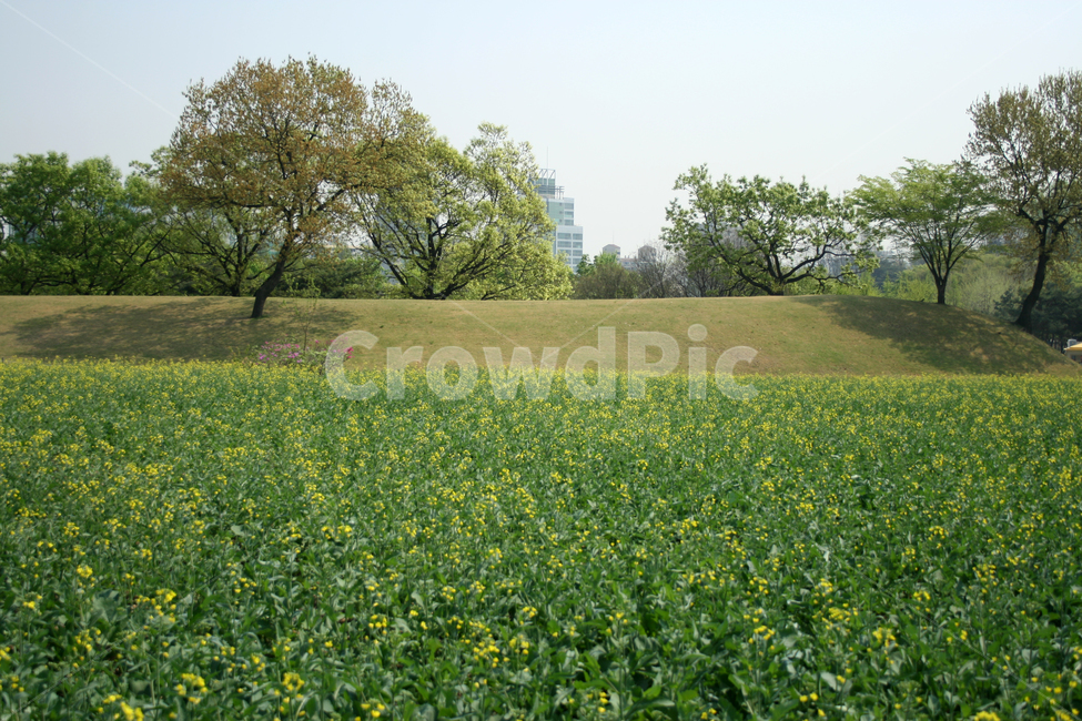 유채꽃밭,봄,봄날,봄풍경,감성,spring,flower,공원,풍경,식물,새싹,잎,초록,꽃,노란색,산책,봄,계절,spring,season,자연,풍경,nature,landscape,한국자연풍경,한국자연경관,korea nature landscape,도시,city,한국도시풍경,한국도시경관,korea cityscape,grassland,목초지,outdoors,옥외,field,들,rural,농촌,meadow,farm,농장,countryside,한 지방
