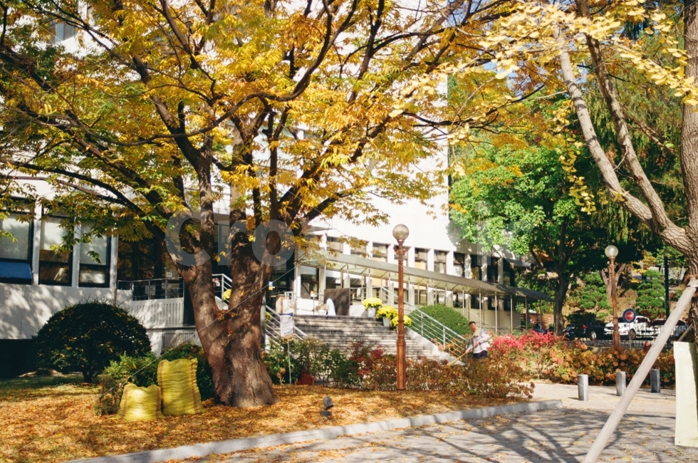 가을,풍경,landscape,단풍,나무,tree,건물,자연,nature,계절,가을,계절,fall,autumn,season,식물,자연,plants,nature,나무,trees,wood,flagstone,판석,plant