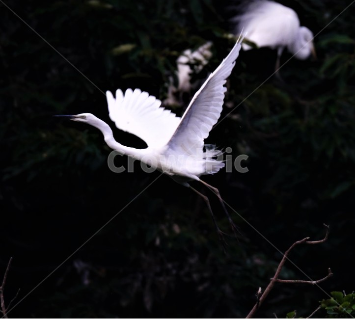 중백로,백로,새,정원,birds,동물,animal,조류,새,birds