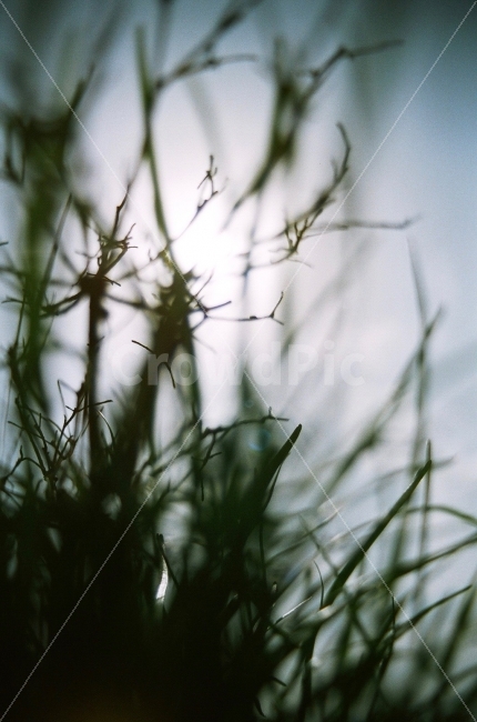 필름카메라,식물,하늘,역광,그림자,식물,자연,plants,nature,감성,sensible,feeling
