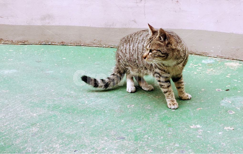 고양이,길고양이,주의,무시,옆모습,동물,animal,포유류,mammal,고양이,cat,kitten,kitty