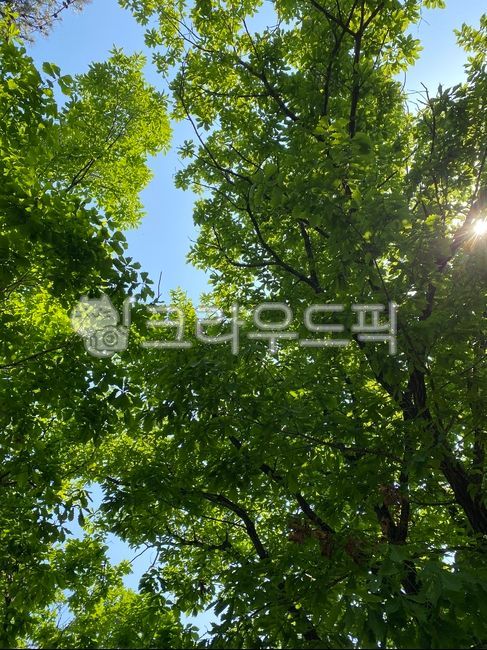 flare,sunlight,light,tree
