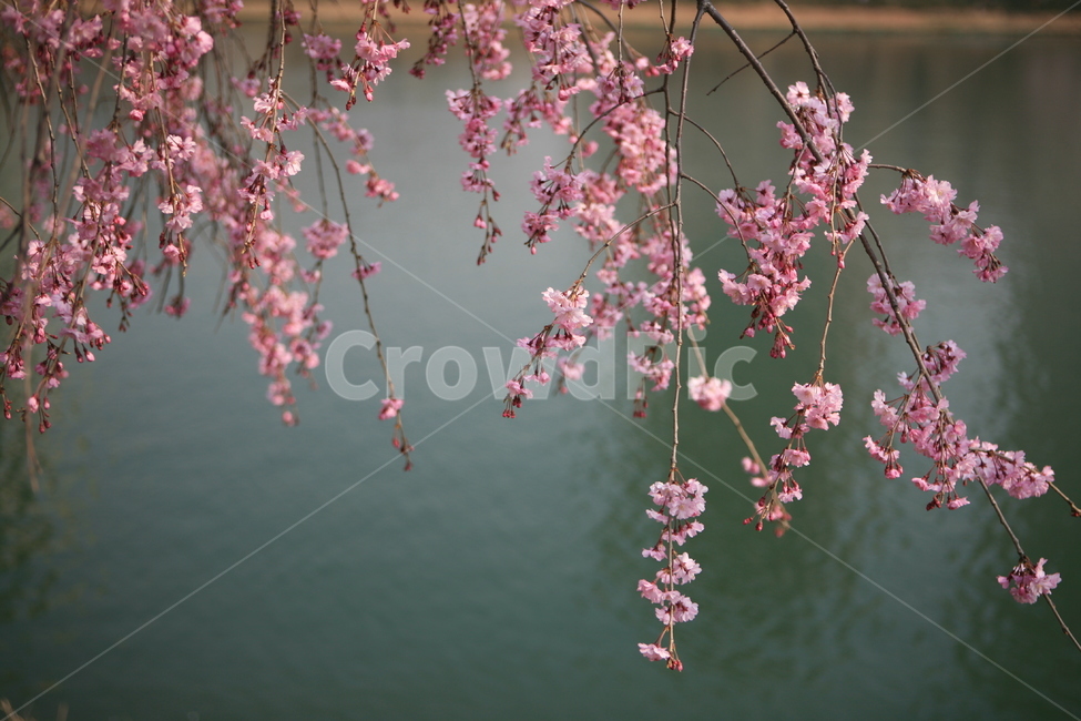 봄꽃,수양벚꽃,석촌호수,송파구,송파의꽃,식물,자연,plants,nature,꽃,flower