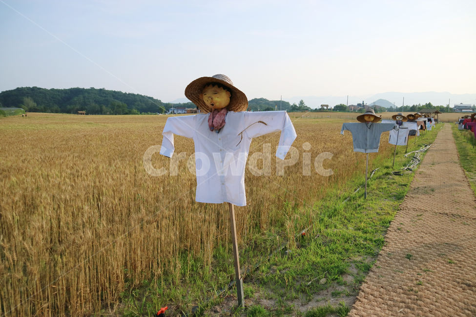 철원,보리밭,보리,허수아비,길,시골,마을,풍경,landscape,country,rural,town,산업,industry,industrial,농업,농사,agriculture,farming,farming industry