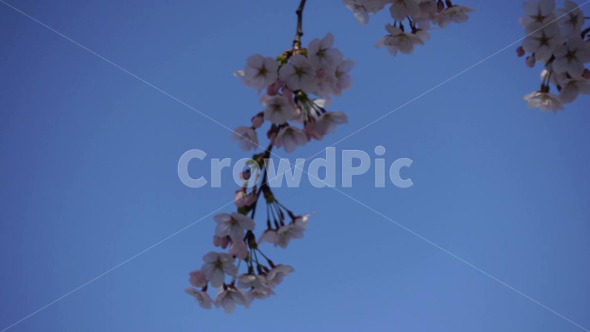 봄,벚꽃,꽃,꽃송이,blossom,flower,cherryblossom,pink,핑크,분홍,봄꽃,나뭇가지,하늘,sky,blue,파랑