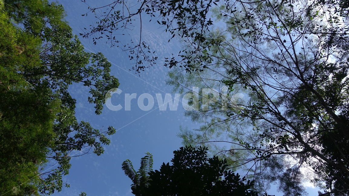 tree,나무,plant,식물,treetrunk,우듬지,잎,잎사귀,leaf,하늘,sky