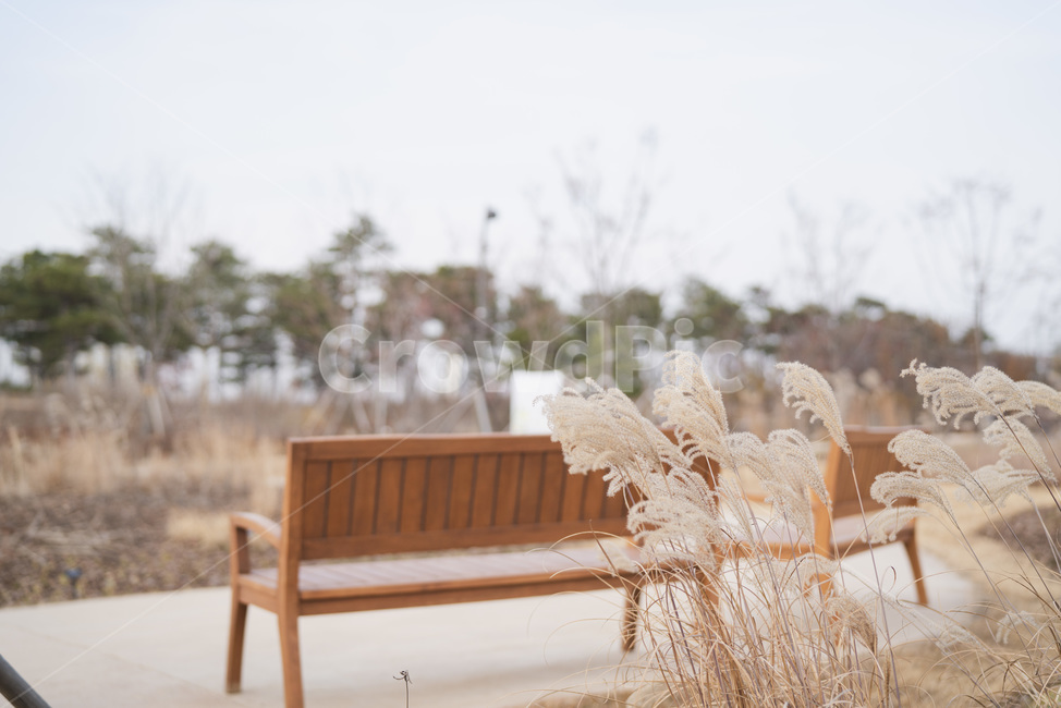 갈대,벤치,의자,공원,자연,나무,하늘,길,가을,계절,fall,autumn,season,식물,자연,plants,nature,감성,sensible,feeling,휴식,힐링,rest,relaxation,healing,grass,잔디,plant,lawn,reed