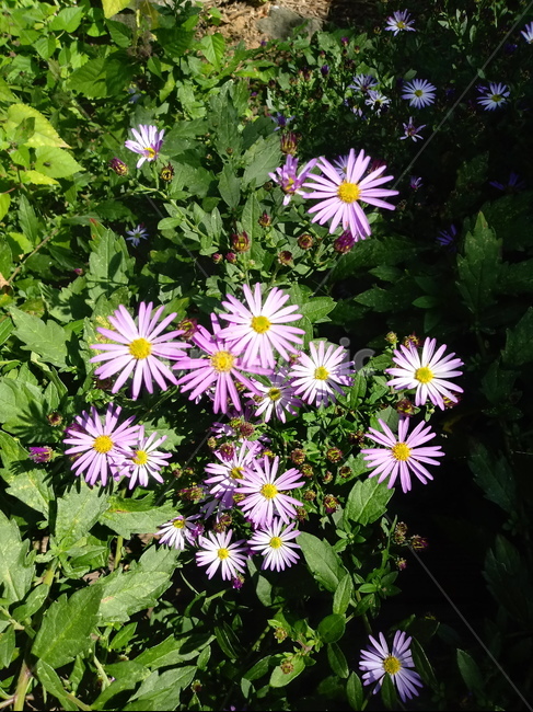 아스타,식물,꽃,flower,plant,(aster,식물,자연,plants,nature,꽃,flower