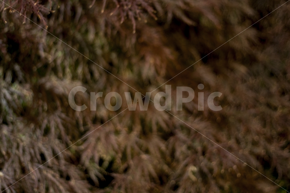 가을,감성사진,어두움,낙엽,분위기,가을,계절,fall,autumn,season,식물,자연,plants,nature,plant,tree,나무