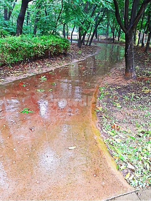 나무,꽃,산책,길,초록색,자연,풍경,숲