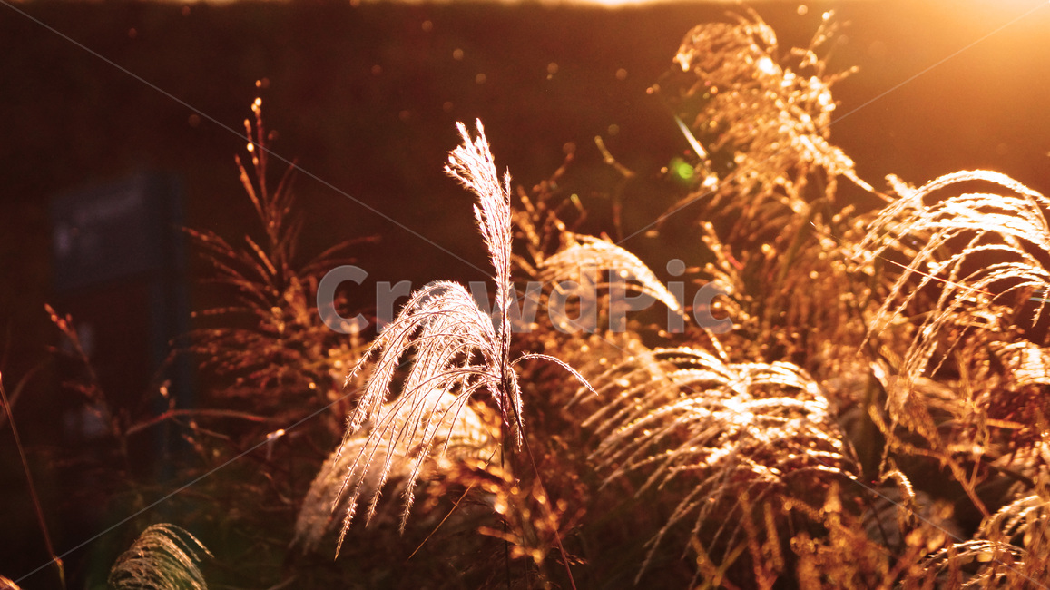 석양,노을,억새꽃,억새풀,붉은노을,환상적,nature,자연,plant,식물,grass,가을,계절,fall,autumn,season,식물,자연,plants,nature