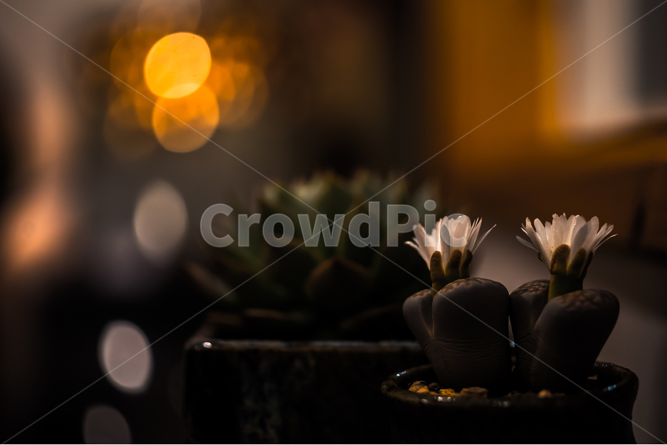 다육이,흰꽃,보케,감성,실내풍경,꽃,flower,식물,자연,plants,nature,꽃,flower,실내용화초,화분,화초,house plant,감성,sensible,feeling,인테리어,실내디자인,interior design