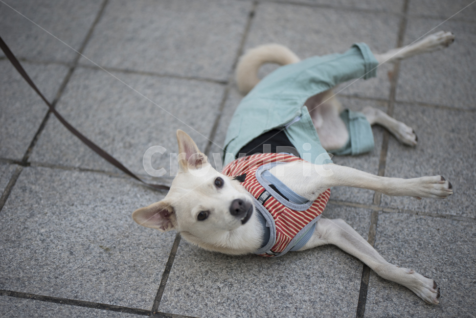진돗개,강아지,토착견,토종견,믹스견,누워,누운강아지,길바닥,엎드려,동물,animal,포유류,mammal,개,강아지,dog,doggy