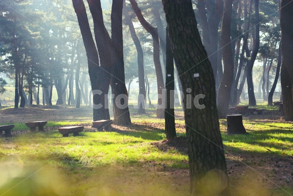빛내림,송림,자연,아침햇살,빛,숲,풍경,nature,landscape,식물,plants,나무,trees,wood,휴식,힐링,rest,relaxation,healing,아침,눈부신,날씨,계절,따듯한,자연,풍경,nature,landscape,식물,plants,나무,trees,wood,휴식,힐링,rest,relaxation,healing,tree,plant,tree trunk,나무 줄기