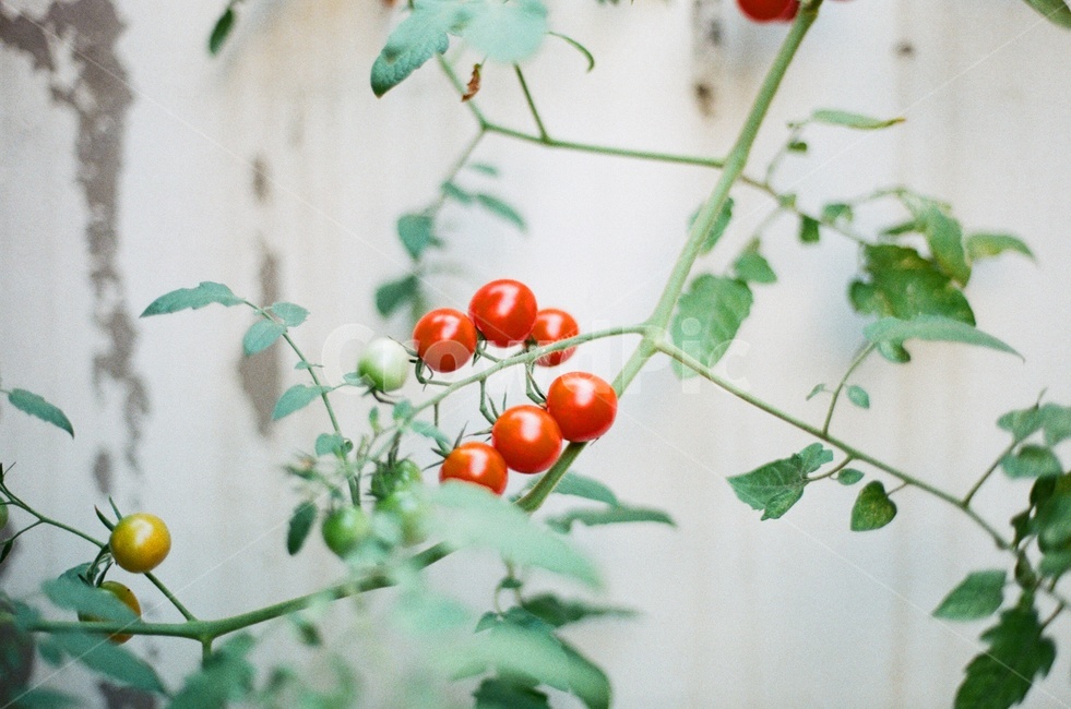 토마토,방울토마토,여름,건강한,맛있는,계절,감성사진,필름사진,자연,풀잎,식물,자연,plants,nature,채소,야채,vegetables,감성,sensible,feeling
