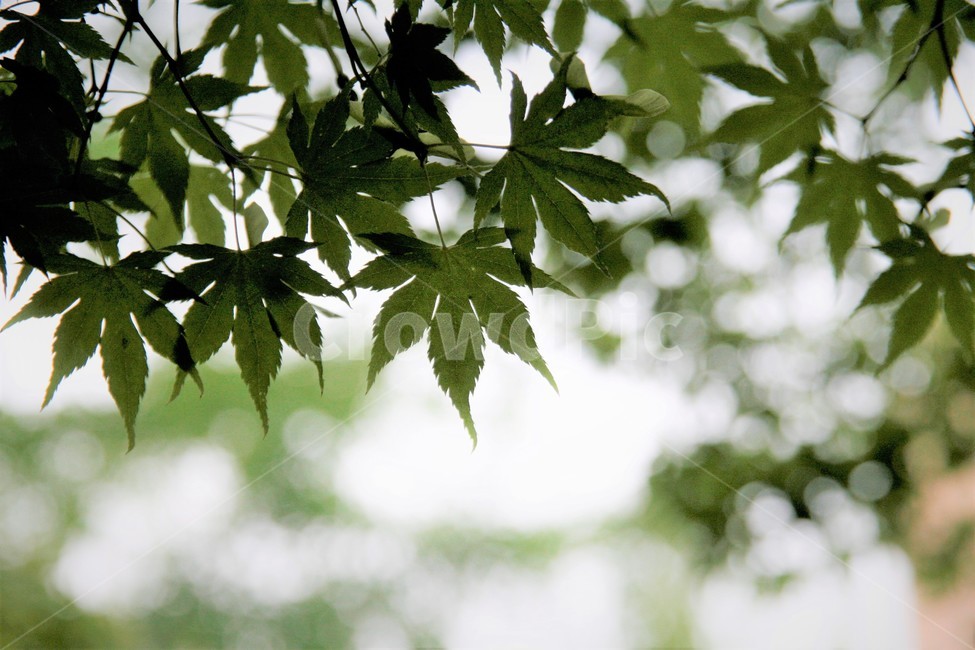 단풍,단풍잎,초록,배경,이미지,식물,자연,plants,nature